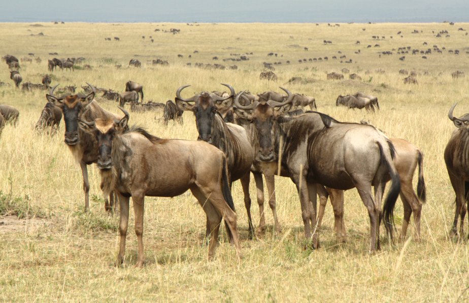 6150839455_cd16c68455_o